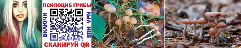 KRAKEN   Питкяранта  Галлюциногенные грибы Cubensis 